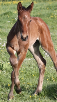 Magellan de Lyr - Béatrice Moutrille