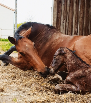 Moment et fils - Justine Vinouse