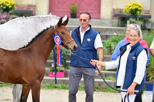 Noisette de Brion (JILBERT)