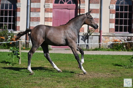 Oreval de la Botte (SUSPENS FLOREVAL) né chez Philippe Lemaitre