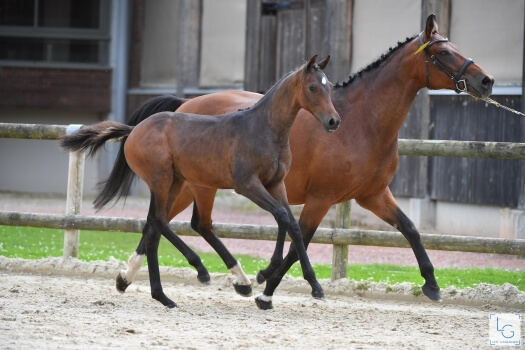 Calvados Clair'Elle (CONTHARGOS x CASALL)