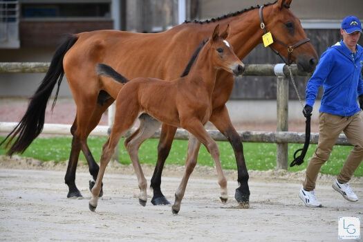 Eden du Bodery (EL BARONE x Filou de Muze)