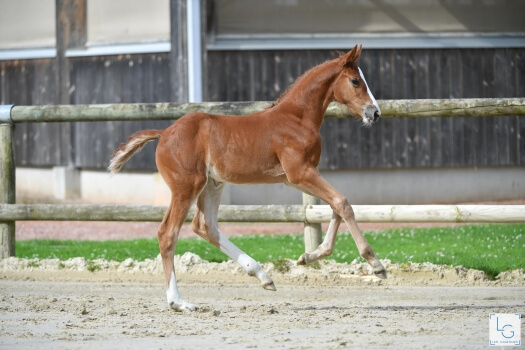 Catarina de Reve (CANDY DE NANTUEL x Montebello La Silla)