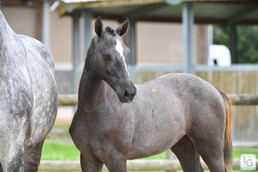 Cadie du Burguet (CONTHARGOS x CORNET OBOLENSKY)